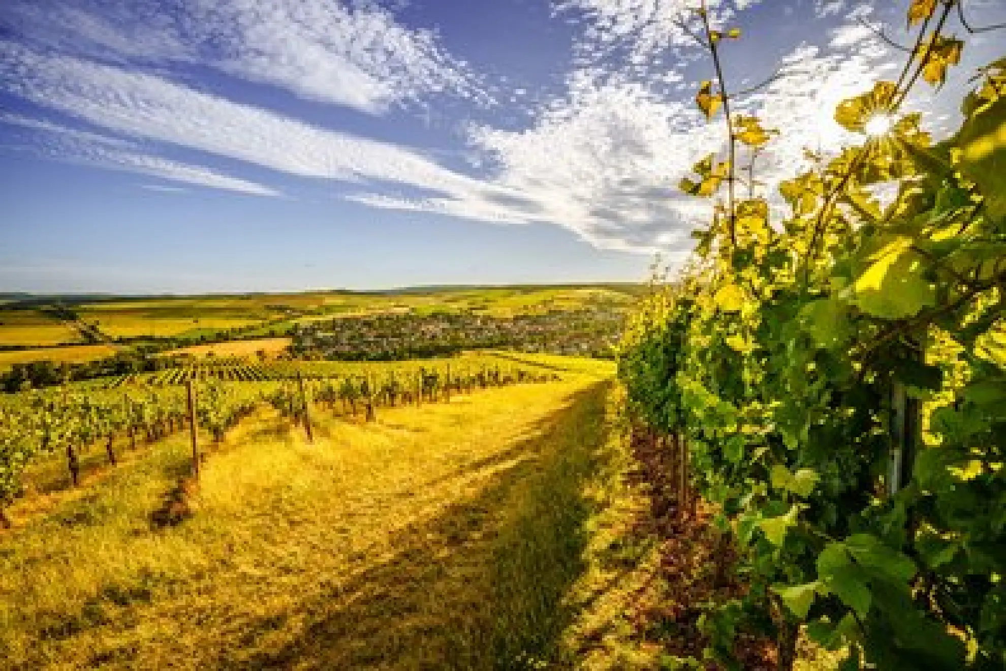 Weinberge Rebstoecke im Sommer ReneNolte soonteam 1