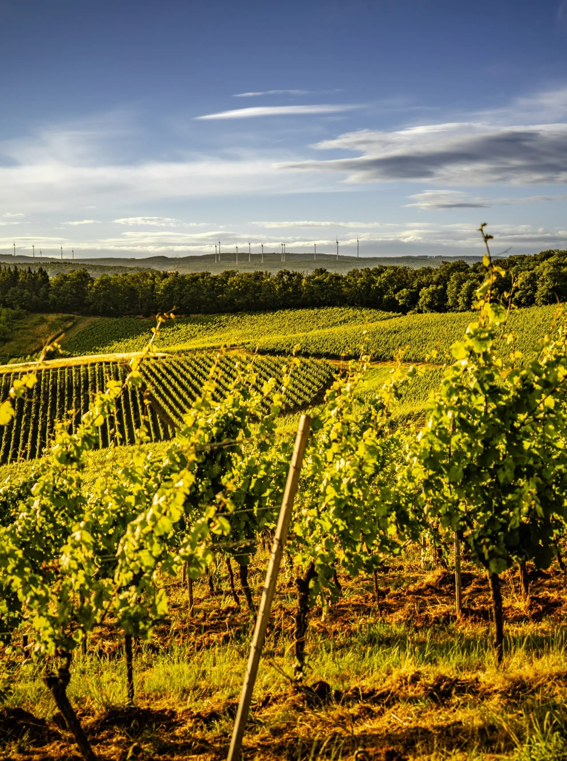 Weinberge Rebstoecke im Sommer ReneNolte soonteam