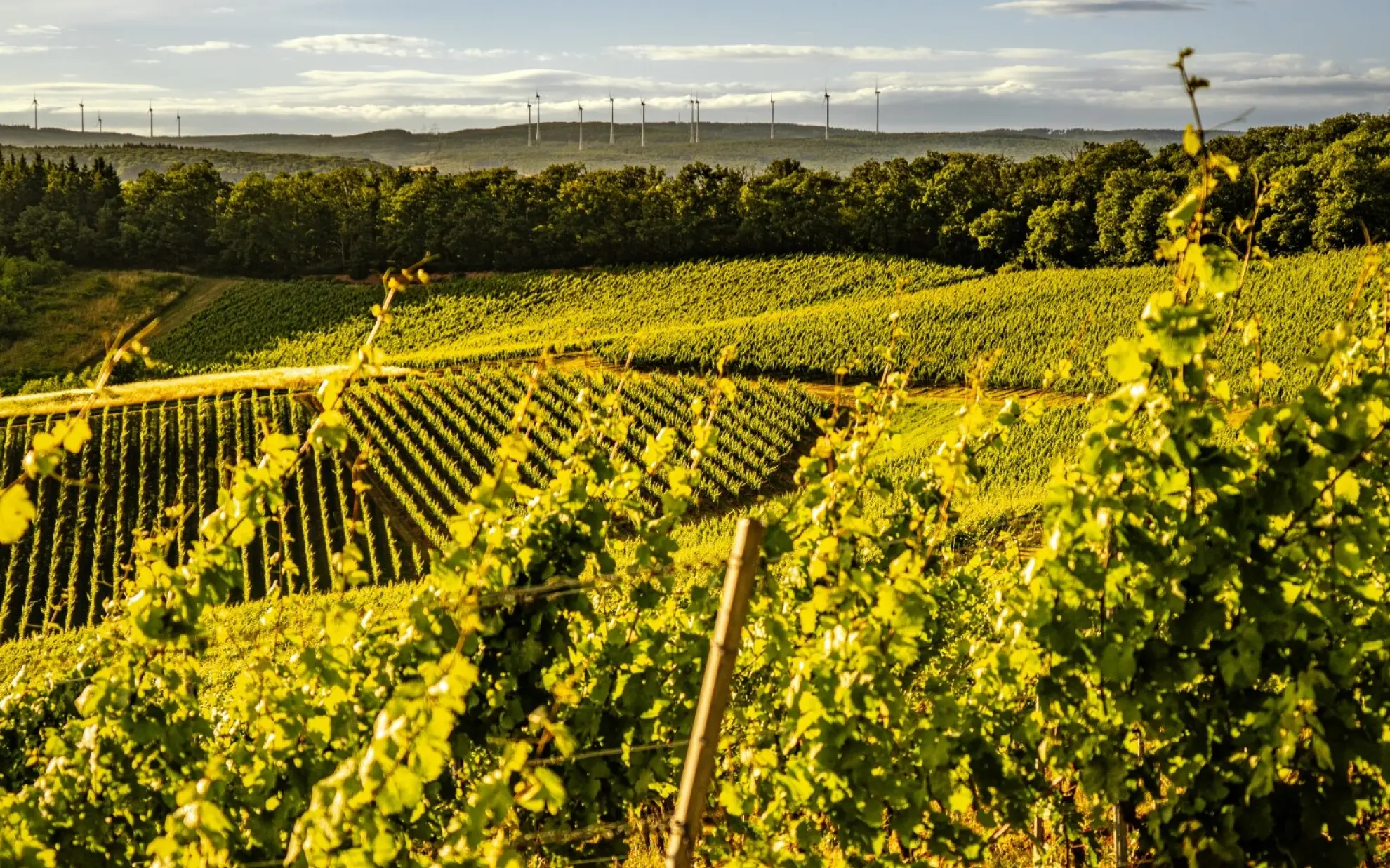 Weinberge Rebstoecke im Sommer ReneNolte soonteam