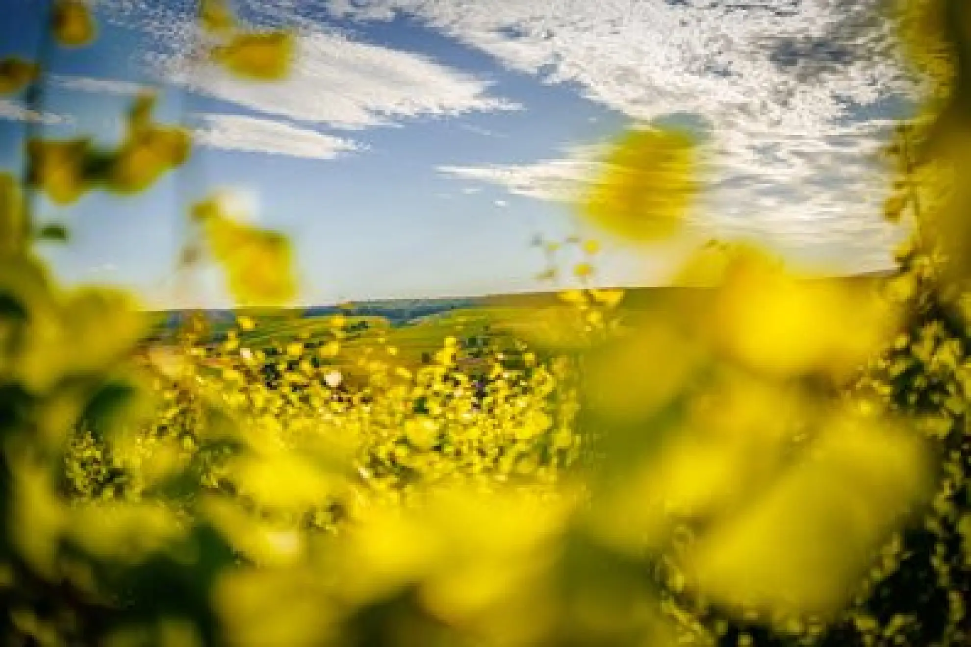 Weinberge Rebstoecke im Sommer ReneNolte soonteam 2