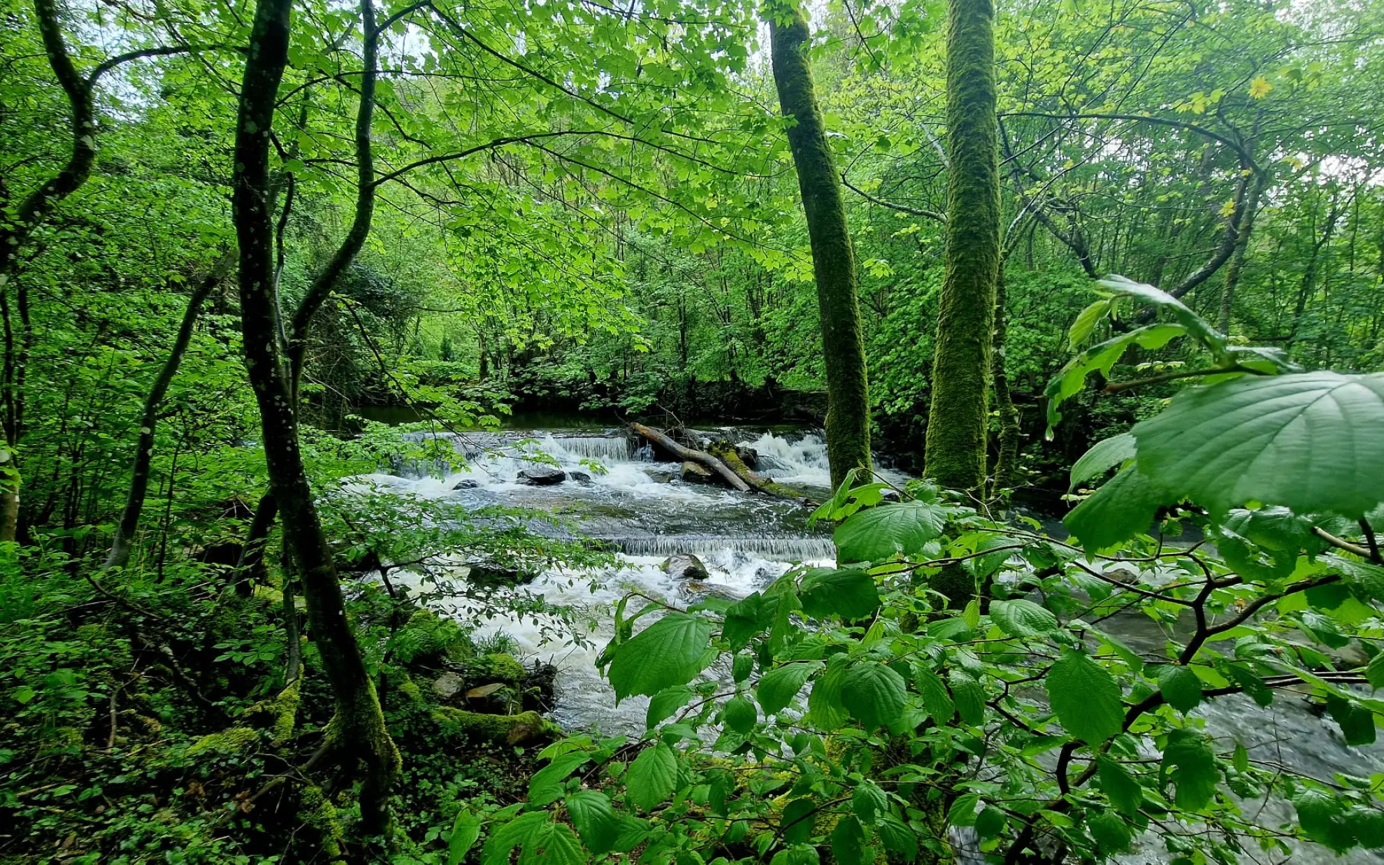 Stromberg Bachlauf im gruenen Wald Peredi Gyoergy