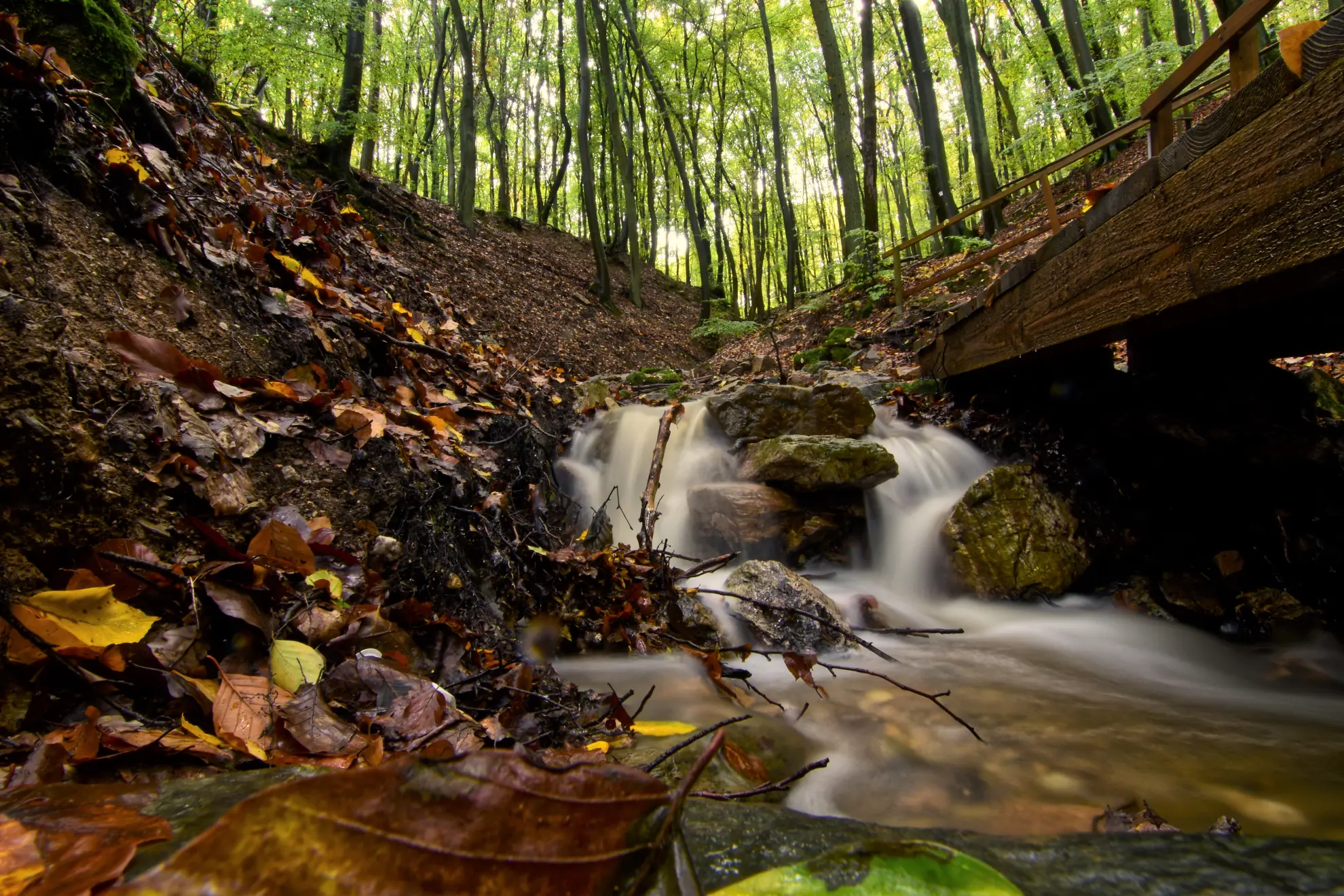 Stromberger Klamm Herbst2022 Bachlauf in laubbedecktem Wald Peredi Gyoergy